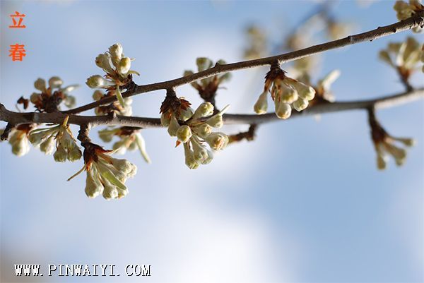 flower-1260099_960_720.jpg